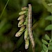 Larva • Greenaleigh Point, Somerset • © Will Langdon