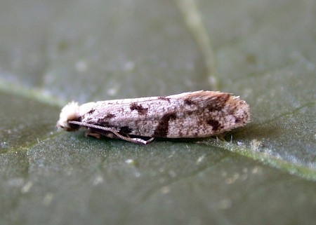Pale Devon Clothes Moth Nemapogon inconditella