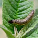 Larva • St. Austell, Cornwall • © Phil Boggis