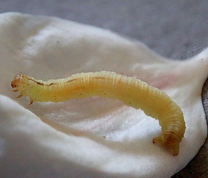 Final instart larva • © Brian Hancock