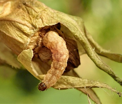 Larva in Bellflower seed head • Gloucestershire • © Brian Hancock