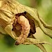 Larva in Bellflower seed head • Gloucestershire • © Brian Hancock