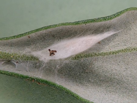 Zelleria oleastrella