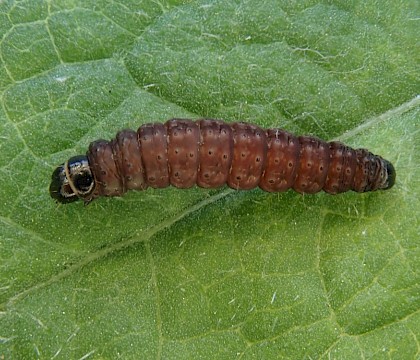 Larva in shoots of Centaurea sp (Knapweed). • The Camp, Gloucestershire • © Phil Barden