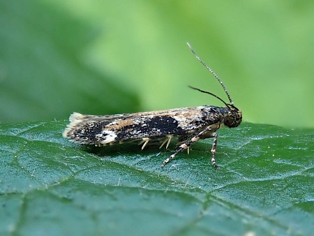 Caryocolum tricolorella