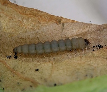 Larva on Lonicera • Bere Alston, Devon • © Phil Barden