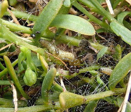 Larvae and webbing on Thesium humifusum • Main Bench, High Down, Isle of Wight • © Phil Barden