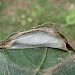 Leaf fold with vacant cocoon exposed • Foreland, Isle of Wight • © Phil Barden