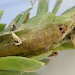Larva on Euphorbia paralias • Slapton, Devon • © Phil Barden