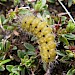 Larva on Wild Thyme • Burren, Co. Clare • © David McKay