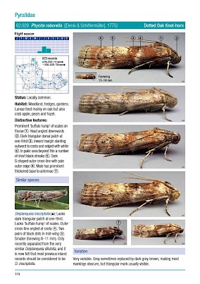 Common Micro-moths of Berkshire - Sample page