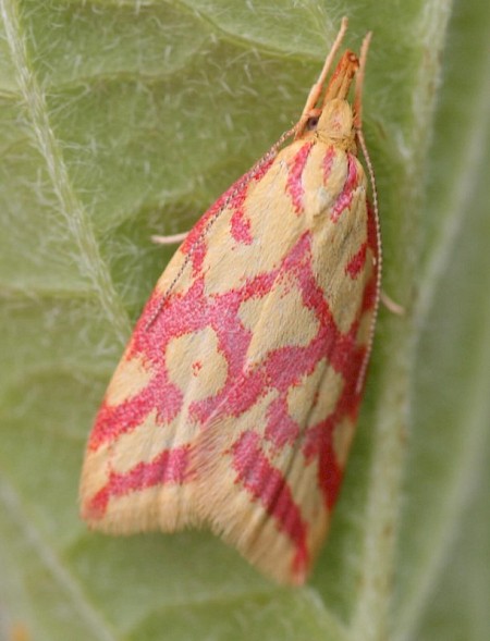 Hypercallia citrinalis