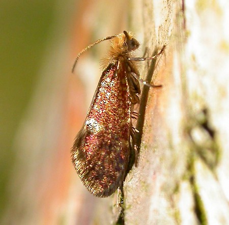 Eriocrania salopiella