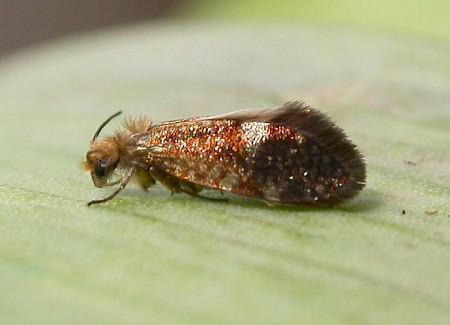 Eriocrania salopiella