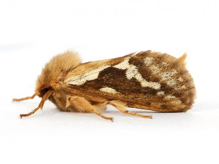 Common Swift Korscheltellus lupulina