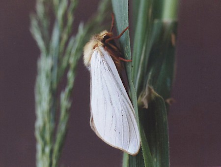 Ghost Moth Hepialus humuli