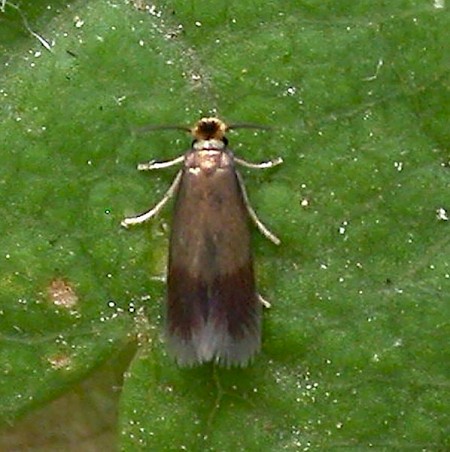 Rose Leaf Miner Stigmella anomalella