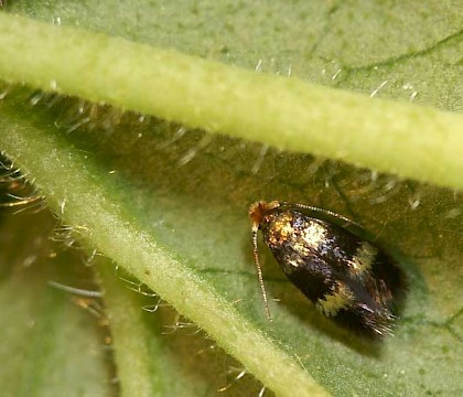 Adult • Reared ex. leafmine on Geum rivale, River Shin VC107, Sutherland • © Duncan Williams