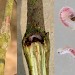 Larva & gall • Astley Moss, Lancashire. Leg. K. McCabe • © Ben Smart