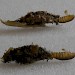 Larval cases with exuviae • Lightwater, Surrey • © Ian Thirlwell