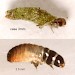 Half-grown larva • Chorlton-cum-Hardy, S.Lancs. March 2003 • © Ian Smith