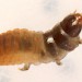 Half-grown larva • Chorlton-cum-Hardy, S.Lancs. March 2003 • © Ian Smith