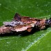 Larva • Monkwood, Worcs; reared from larva • © Oliver Wadsworth