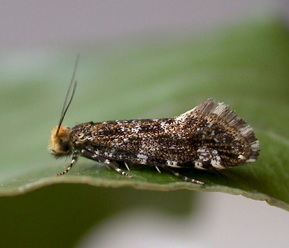 Adult • Dunham Massey, Cheshire; ex. larva in bracket fungus • © Ben Smart