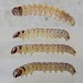 Early instar larva • Dunham Massey, Cheshire; in bracket fungus. Adult reared • © Ben Smart