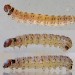 Late instar larva • Dunham Massey, Cheshire; in bracket fungus. Adult reared • © Ben Smart