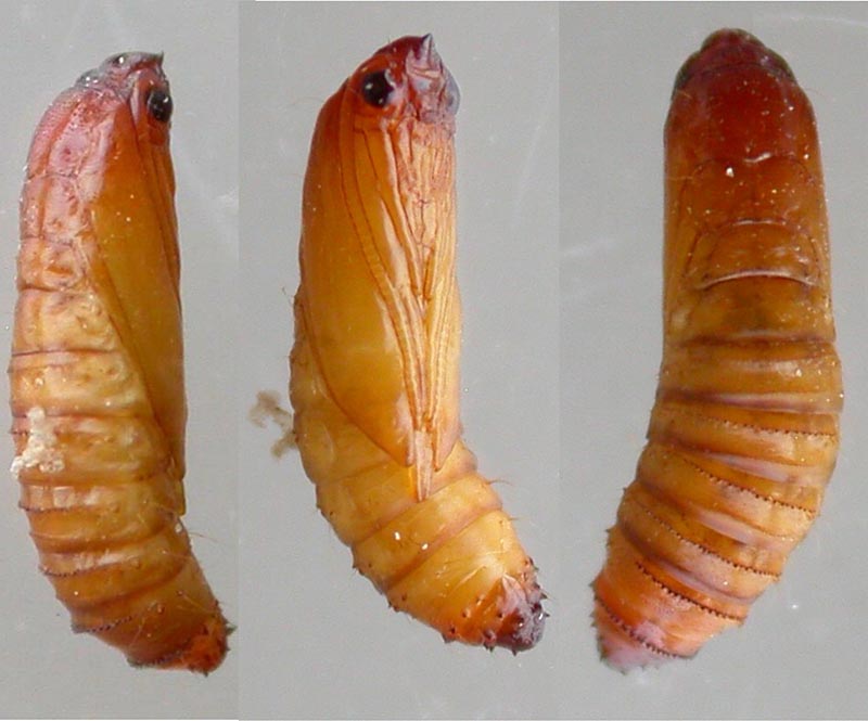 Triaxomera parasitella Pupa
