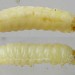 Larva • From Barn Owl pellets, per. J. Voogd, Netherlands • © Ben Smart
