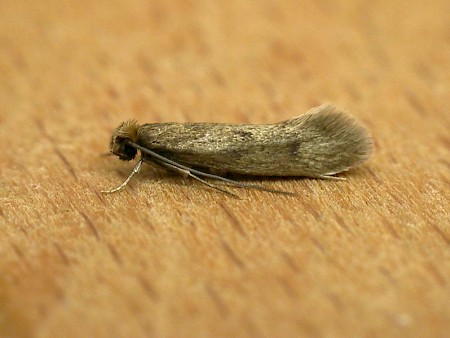 Case-bearing Clothes Moth Tinea pellionella