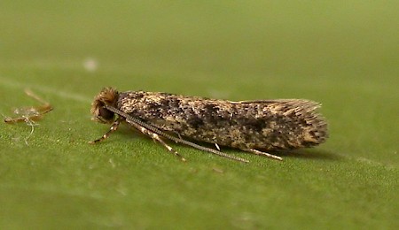 Brown-dotted Clothes Moth Niditinea fuscella