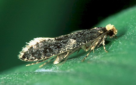 Skin Moth Monopis laevigella