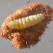 Larva • Martin Mere, Lancs • © Ben Smart