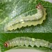 Larva • Dunham Massey, Cheshire; on Fagus • © Ben Smart