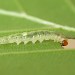 Larva • Dunham Massey, Cheshire; on Fagus • © Ben Smart