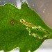 Larva and mine on Leucanthemum • St. Helens, Gtr. Manchester • © Ben Smart