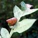 Feeding • Larval cone on Quercus, Putney Heath, London • © Malcolm Bridge
