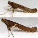 Adults • Dark adults. Ex larvae on Acer campestre. Denbighshire. • © Ian Smith