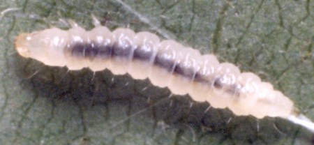 Caloptilia semifascia