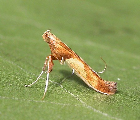 Caloptilia hemidactylella