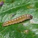 Larva • Uffmoor Wood, Worcestershire • © Patrick Clement