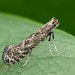 Adult • Ex. Larva on Corylus, W. Midlands • © Patrick Clement