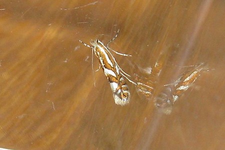 Phyllonorycter mespilella