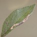 Leafmine • Mine on Prunus spinosa, Appleton, Cheshire • © Ian Kimber