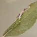 Leafmine • Mine on Prunus spinosa, Appleton, Cheshire • © Ian Kimber
