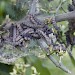 Larvae • nr. Stockbridge, Hampshire • © Helen Healey