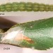 Pupa • Larva and pupa on Betula. August. Imago reared • © Ian Smith